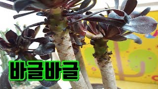 적심해서 파는 다육을 사봤습니다 비화옥, 귀노자기린 Succulent plant propagation