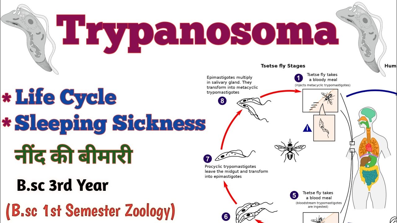 Trypanosoma B.sc 3rd Year Life Cycle Of Trypanosoma Gambians B.sc 1st ...