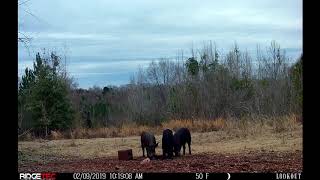 RidgeTec Lookout Hogs Video