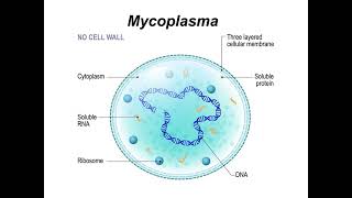 Introduction to Mycoplasma I Mycoplasma