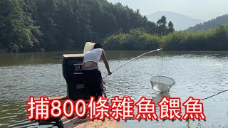 【石頭記事】小鄧第一次生態養殖黑魚，今天捕800條雜魚給它們吃，黑魚直接吞