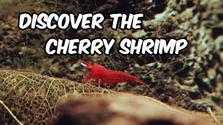Discover the Cherry Shrimp: A Fascinating Journey for Beginners 🦐