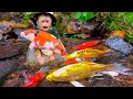 Baby monkey looking for koi, goldfish and cute little fish | Monkey go fishing