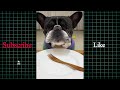 labrador vs french bulldog dog eating food challenge dog eating food