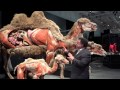 BODY WORLDS: Animal Inside Out is a must-see!