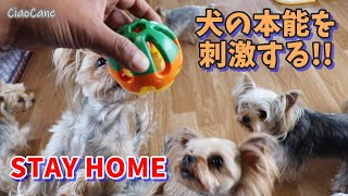 ワンちゃんとおうちで遊ぼう《STAY HOME》【ヨークシャーテリア専門犬舎チャオカーネ】