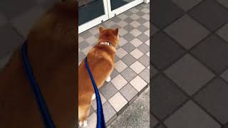 柴犬福 体格差のある柴ウォーク🤣shiba-walk #shorts #shibainu #tiktok #柴犬 #시바견 #かわいい #dog #animal #おすすめ #いぬ #funny