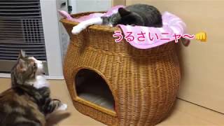 先住猫にちょっかいをかける子猫