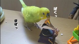 ジャンボセキセイインコ ぼりおんたちと蓄音機のガチャガチャ