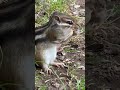 【動物シリーズ　米が大好きなシマリスくん】　　癒し　食べる音　絶景　自然音　環境音　shorts animal eating natural sound bird chirping