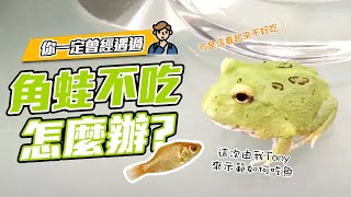 角蛙不吃怎麼辦？教導角蛙吃飯！【PACMAN TAIWAN】