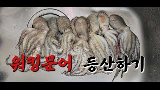 폭염속 아침피딩 문어낚시