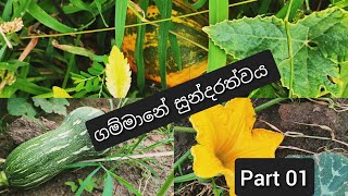 ගම්මානේ සුන්දරත්වය සමගින් ගෙවුණු සුන්දර හෝරාව 😘 Beauty of cultivation Sri lanka part 01