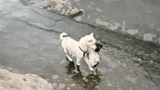 As the flood hit, the dog mother leaped into the waters without hesitation to save her puppies.