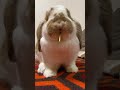 the cheeks of a grass eating rabbit are fluffy and cute shorts french lop