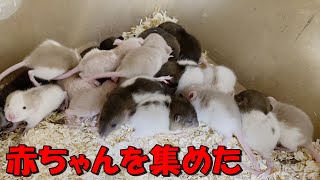 数十匹のラットの赤ちゃんを集めたら・・・かわいすぎる