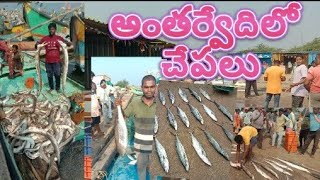 ##antarvedi fish market