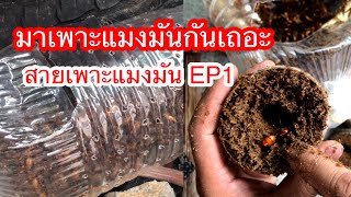 มาเพาะแมงมันกันเถอะEP1 การจับมาผสม