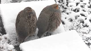 Gray Partridges having buffet in snow (2024 April 4)