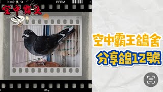 「已分享」［空中霸王］鴿舍分享鴿12號（請按一下資訊欄有血統說明）#賽鴿  #鴿子  #種鴿  #海翔賽鴿 #勢山系 #凡布利安娜 #畢包 #戈登 #光明希望