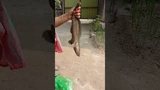 বিশাল বড় শইল মাছ #fish #fishcutting #fishingvideo #villagelife #fishinglife