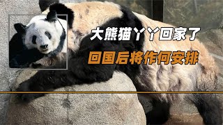 大熊貓丫丫回家了，回國后將作何安排？真的要和萌蘭做鄰居嗎？