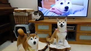 柴犬いちご テレビCM第２弾 記念撮影 Shiba Inu and  Cat