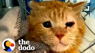 Feral Cat Holds His Foster Mom's Hand | The Dodo Cat Crazy