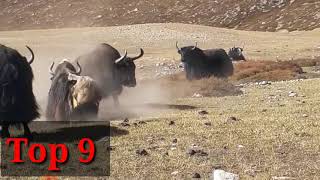 Top 15 most strongest yaks in the world || Top 15 powerfull yak ||