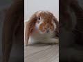 【うさぎのぐりぐら】ぐらさん🐇の鼻ヒクヒク🌼*･ shorts うさぎ ロップイヤー 垂れ耳うさぎ かわいい 動物 うさぎのぐりぐら うさぎのいる暮らし ヒクヒク