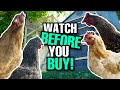 10 Things You MUST Know BEFORE Getting Chickens | Backyard Chicken Care For Beginners!