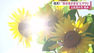 “背が高すぎる”ヒマワリが見頃　高知県に今年初の「熱中症警戒アラート」発表【高知】 (22/06/30 12:00)