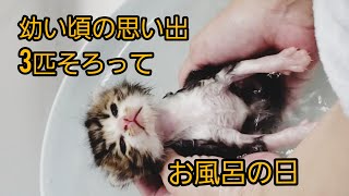 【カラスに囲まれていた赤ちゃん猫　ＮＯ10】幼いころの思い出