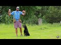 whistle stop on a blind retrieve labrador retriever training