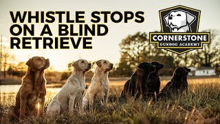 Whistle Stop On A Blind Retrieve - Labrador Retriever Training