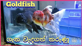 Goldfish Care in Sinhala | වැදගත් කරුණු