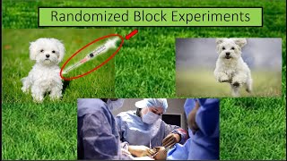 Randomized Block Experiments STA3032