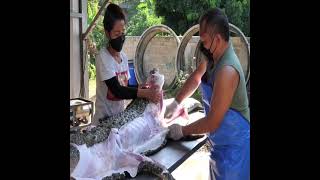 100kg Crocodile Cooking on Charcoal Grilled Barbecue