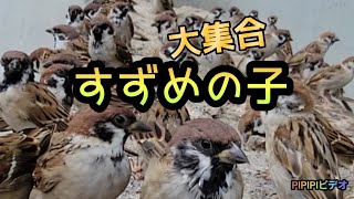 自由で気ままなスズメの子【PIPIPIのすずめ日記 】