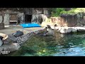 2022.08.14 王子動物園 カリフォルニアアシカ