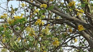 Indigenous Species beneficial for Kalmegh (Andrographis) Cultivation. Part-4 © Pankaj Oudhia