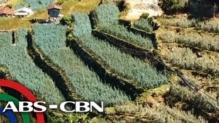 Bandila: Bumababang biodiversity nakaaapekto sa food security, ayon sa UN