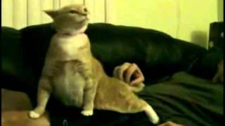 Trololo CAT