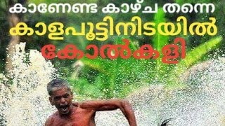 കാളപൂട്ടിനിടയിൽ ഒരു കോൽക്കളി കണ്ടാലോ kolkali