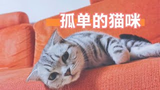 主人出差，猫咪寸步不离地守着行李箱，猫咪难过的样子主人好心疼