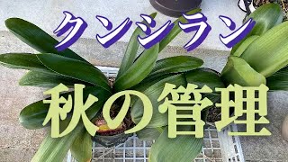 クンシラン、秋の管理！