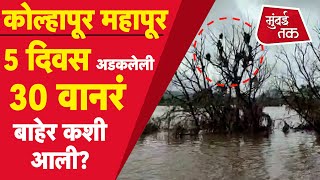 Kolhapur Flood 2021: 5 दिवस अडकलेली 30 वानरं अशी आली बाहेर | Maharashtra Flood | Monkey Rescue |