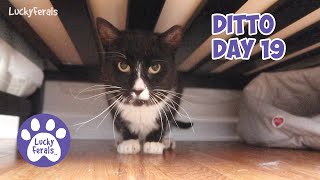 Ditto Day 19 - Feral Cat Recovery, Regaining Ditto's Trust * S4 E163 * Cat Videos