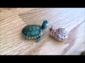 Snail VS tortoise