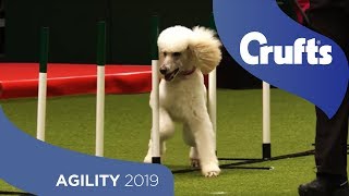 Agile Poodle Nails The Agility Run | Crufts 2019
